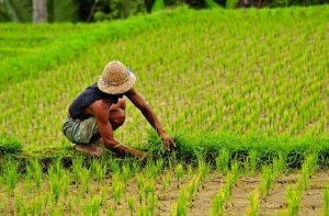 bali_rice_farmer_scaled