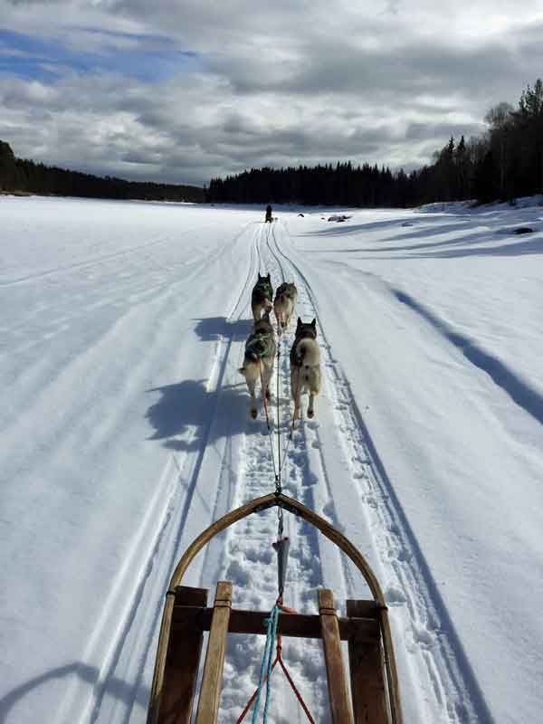 Dog sledding on a sunny winters day. 