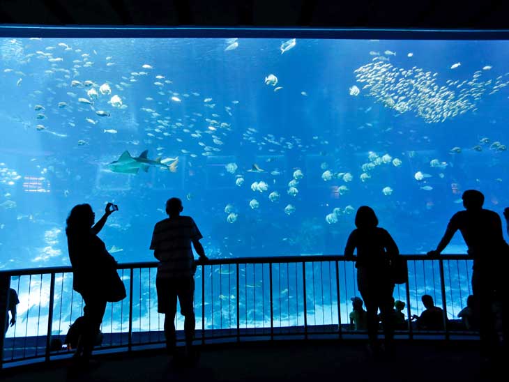 Silhouettes at Dubai Aquarium