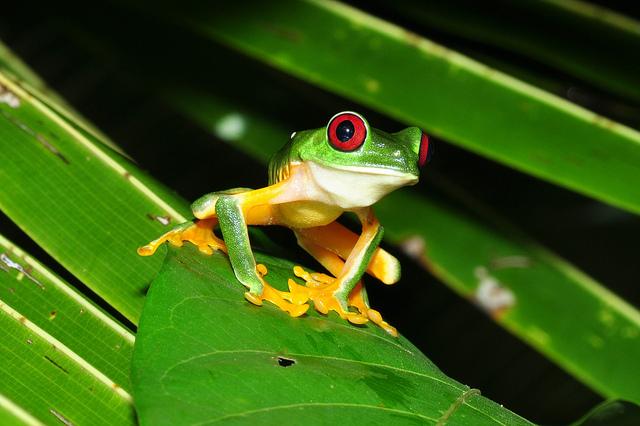 costa rica