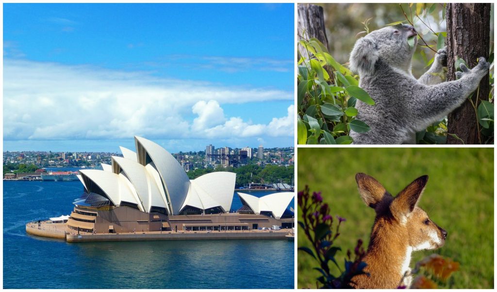 Sydney Opera House, Koala and Kangaroo.