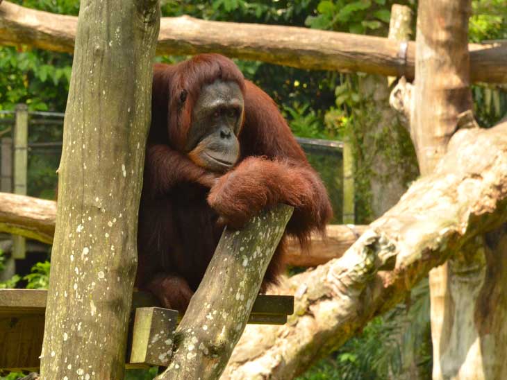 Orangutan at Singapore Zoo.