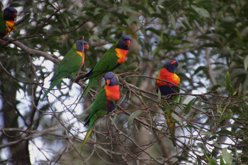 Lamington National Park, Gold Coast.