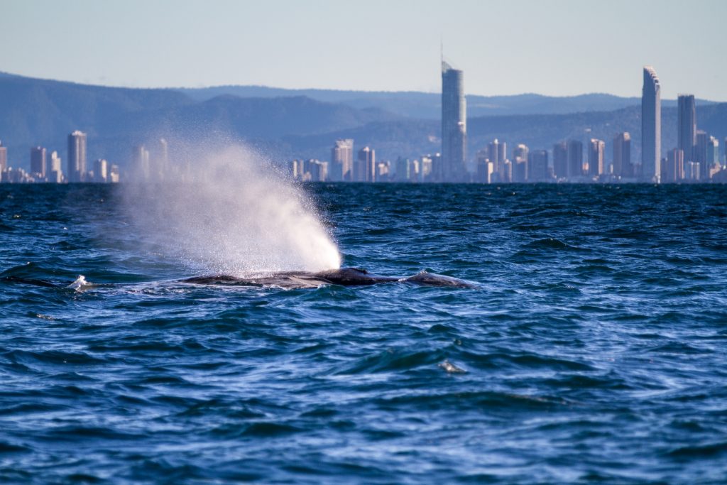 Whale watching on the Gold Coast.