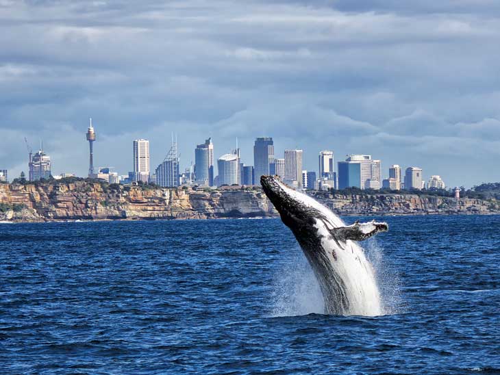 Whale watching in Sydney, Australia.