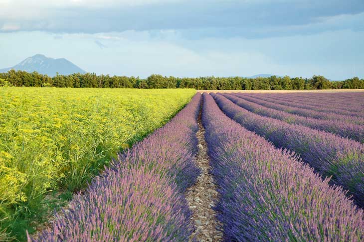 The Valensole Plateau.