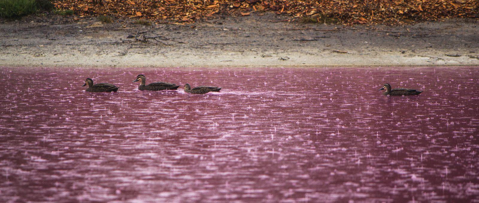 pink-lake