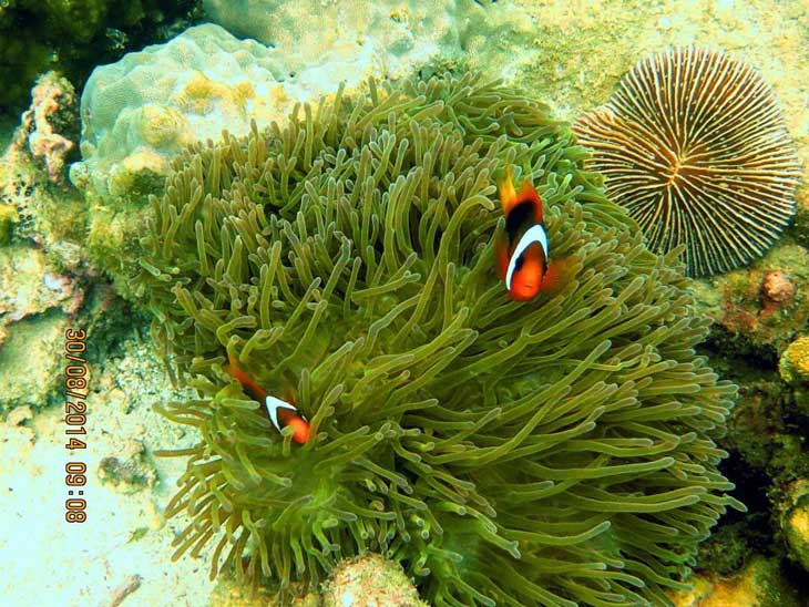 Clown Fish on Anemone Reef, not far from Kingcruiser Wreck in Phuket.