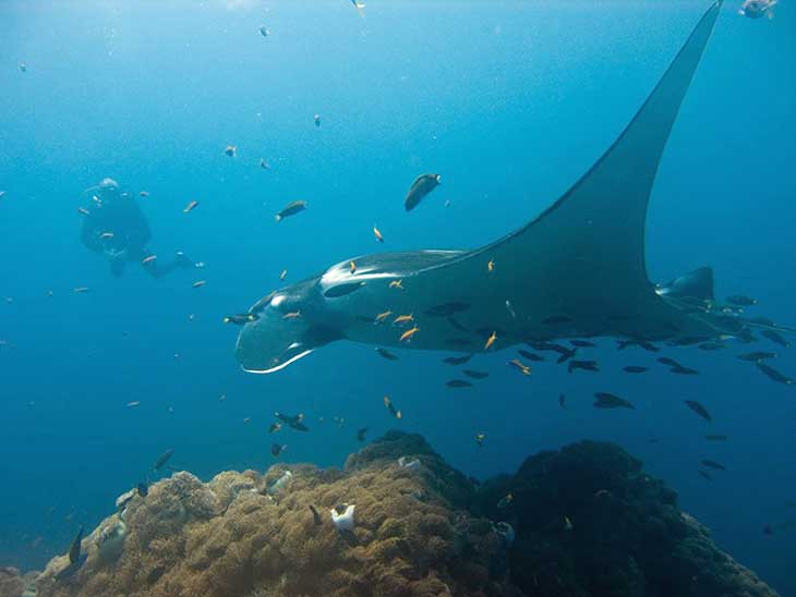 Manta Rays can be seen at Hin Daeng and Hin Muang, off Phuket.