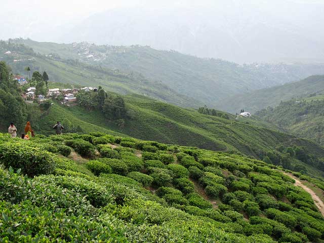 Darjeeling