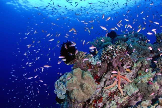 Underwater life at Lankayan Island is spectacular.