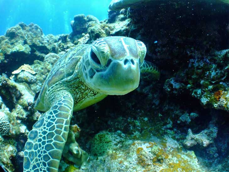 Sea turtle at Lankayan Island in Malaysia.