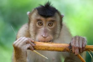 Macaque monkey on Borneo.