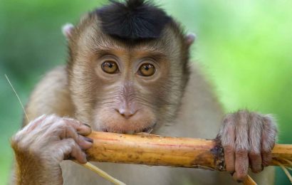 Macaque monkey photographed in Borneo. Symboblizes me or a travel agent.