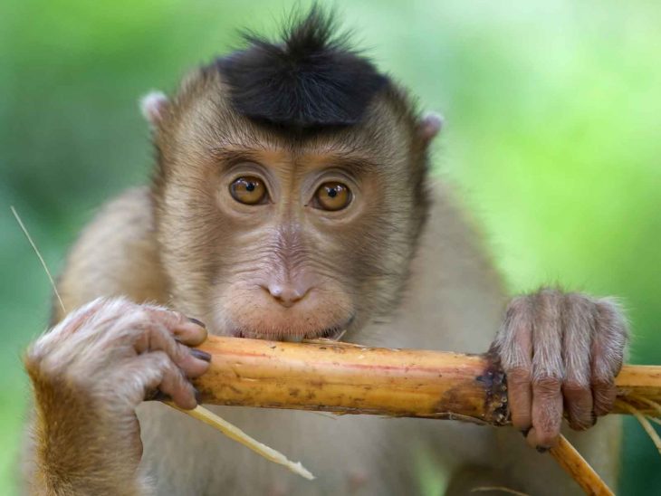 Macaque monkey photographed in Borneo. Symboblizes me or a travel agent.