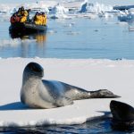 Seal basking in the Polar sun.