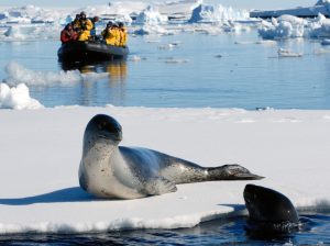 Seal basking in the Polar sun.