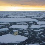 Polar Bear on the ice in the Polar Regions.