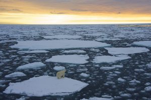 Polar Bear on the ice in the Polar Regions.