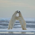 Romantic settings but please do not forget that Polar Bears are predators.