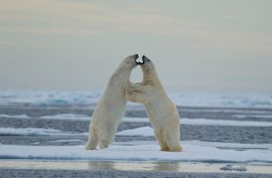 Romantic settings but please do not forget that Polar Bears are predators.