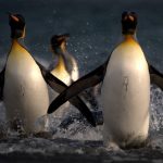 Penguins on the move.