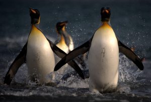 Penguins on the move.