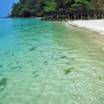 Nursing sharks by the beach in Langkawi, Kedah, Malaysia.