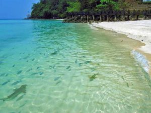 Nursing sharks by the beach in Langkawi, Kedah, Malaysia.