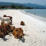 Cows on the beach in Langkawi, Malaysia.