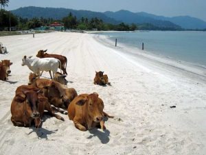 Cows on the beach in Langkawi, Malaysia.