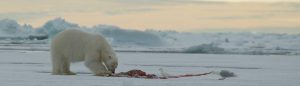 Polar Bear feasting on the ice.