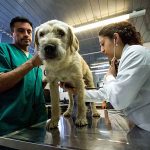 Arthur at a check-up before the flight to Sweden. Arthur the dog in ARW 2014. Photo by Krister Göransson / Peak Performance