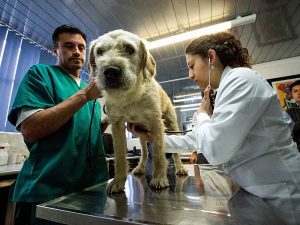 Arthur at a check-up before the flight to Sweden. Arthur the dog in ARW 2014. Photo by Krister Göransson / Peak Performance