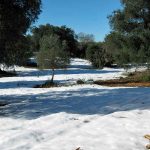 Snow in the olive grove at Trulli Angelo, Puglia.