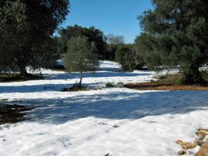 Snow in the olive grove at Trulli Angelo, Puglia.