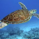 A sea turtle "flying" through the water.