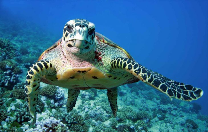 Sea Turtle in Malaysia.