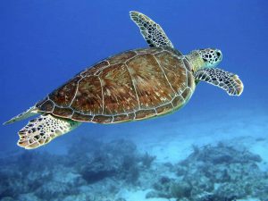 A sea turtle "flying" through the water.