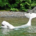 The dolphin "Beluga" at Vancouver Aquarium. Strange name for a dolphin btw!