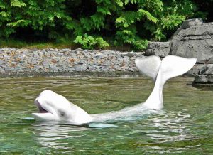 The dolphin "Beluga" at Vancouver Aquarium. Strange name for a dolphin btw!