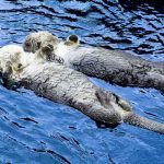 Sea otters "holding hands" at Vancouver Aquarium.