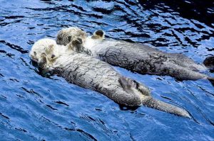 Sea otters "holding hands" at Vancouver Aquarium.