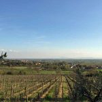 The Baracchi vineyard at Il Falconiere in Cortona, Tuscany.