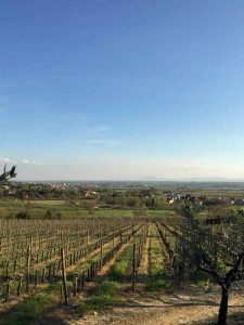 The Baracchi vineyard at Il Falconiere in Cortona, Tuscany.