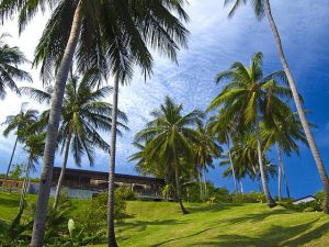 Coconut Grove on Koh Samui.