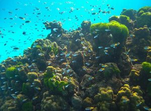 Coral reef Thailand.