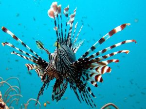 A diving course in Thailand can be one of the best things you have ever done for yourself.