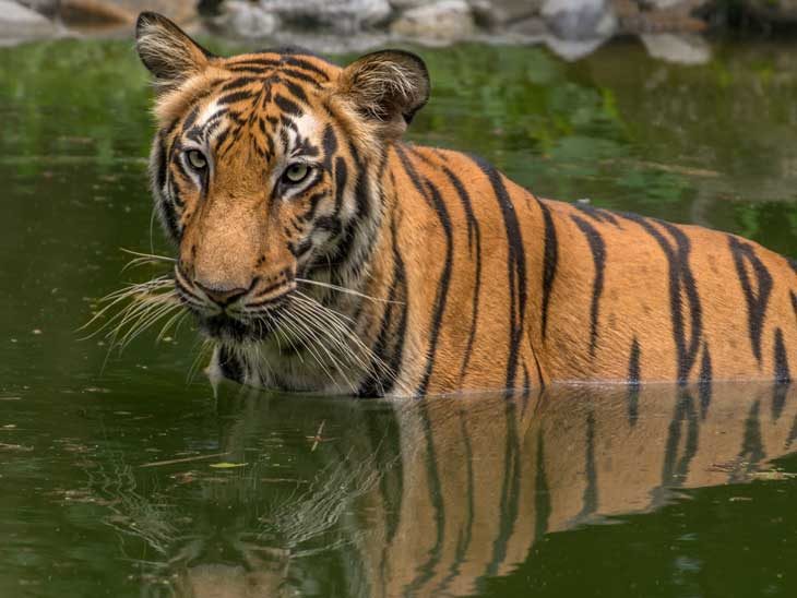 Bengal tiger.