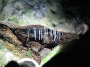 Check out glow worms while on the Gold Coast.